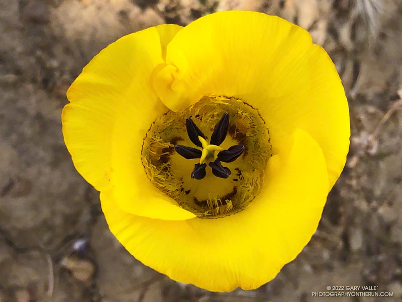 This lone, yellow mariposa lily (Calochortus clavatus) was near the junction of the Marr Ranch Trail and the use trail connecting to Las Llajas Canyon. The electric yellow dazzles the eye. May 15, 2022.