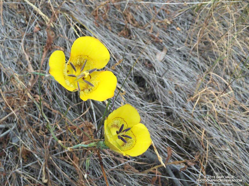 Yellow mariposa lilies were blooming in profusion along the Chamberlain Trail.
