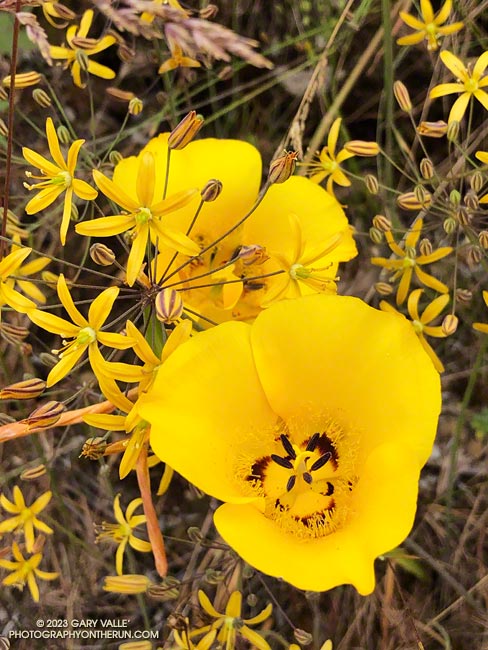Yellow mariposa lilies along the Chumash Trail in Simi Valley.