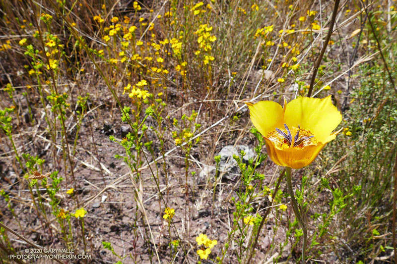 Yellow mariposa lilies (Calochortus clavatus) were scattered here and there throughout the run. This one is along the Chamberlain Trail. June 7, 2020.