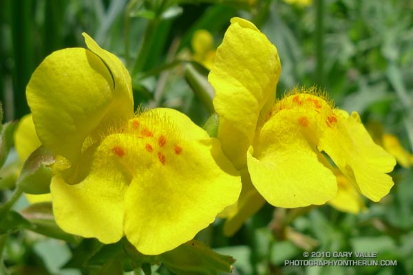 Yellow monkeyflower (Mimulus guttatus)