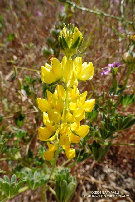 Yellow valley lupine (Lupinus microcarpus) in Upper Las Virgenes Canyon Open Space Preserve (Ahmanson Ranch)