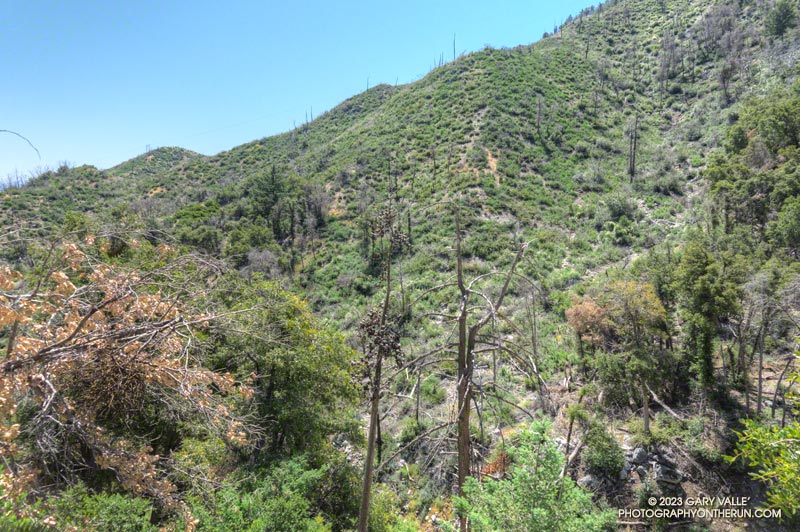 Area along the Kenyon Devore Trail burned in the 2020 Bobcat Fire and 2009 Station Fire. June 4, 2023.