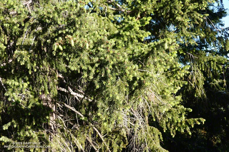 New growth on a Bigcone Douglas-fir along Mt. Wilson Road. June 4, 2023.