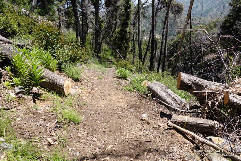 AC100 trail workers cleared dozens of fallen trees from the Kenyon Devore Trail. June 4, 2023.