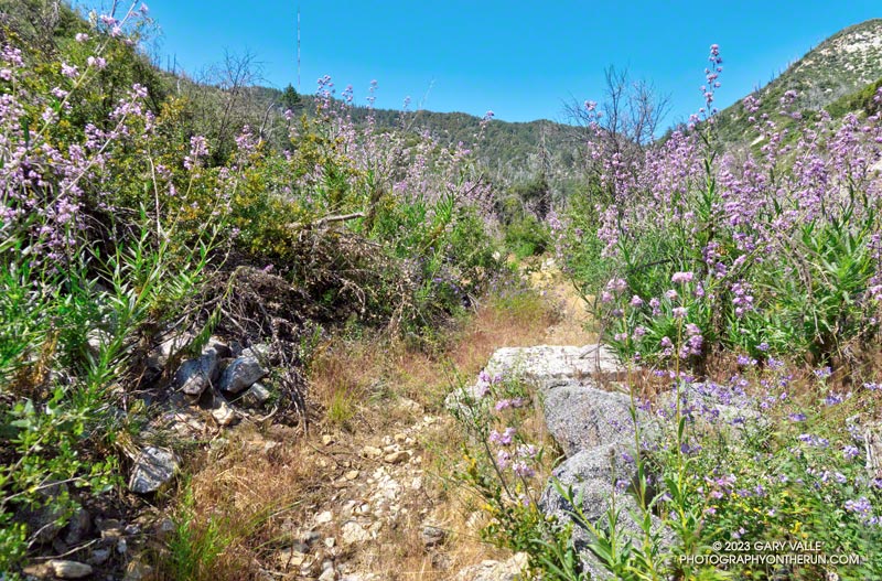 A stretch of  the Gabrielino Trail, near the Kenyon Devore Trail junction, overgrown with Poodle-dog bush. June 4, 2023.