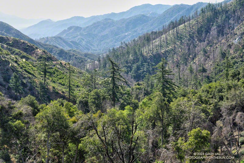 View of the West Fork San Gabriel River Canyon from Rincon Red Box Road, about a mile and a half down from Red Box.