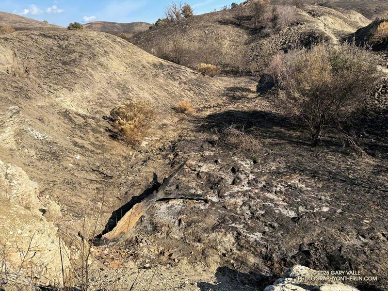 This is all that remains of the fallen blue oak after the Kenneth Fire. Dry, dead wood burns much more readily than a live tree. January 28, 2025.