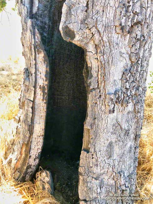 This large scar -- possibly from the 2005 Topanga Fire -- and its hollow trunk spelled the demise of this valley oak in the Kenneth Fire. There used to be three valley oaks on the western rim of Lasky Mesa.Now there are none. Photo is from June 21, 2023.