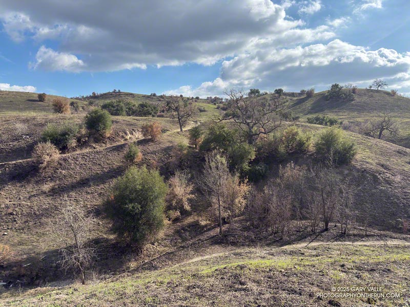 Classic oak savanna in East Las Virgenes Canyon, near the bottom of the Lasky Mesa Trail. All the terrain in the photo was burned in the Kenneth Fire. Trees with few or no leaves are generally valley oaks. Those with green or scorched leaves are coast live oaks. February 11, 2025.