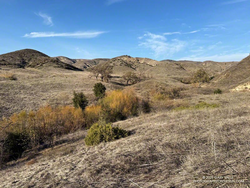 A large part of Upper Las Virgenes Canyon Open Space Preserve (Ahmanson Ranch) did not burn. This is the view northeast from the pipeline service road that connects East Las Virgenes Canyon to Lasky Mesa. February 11, 2025.