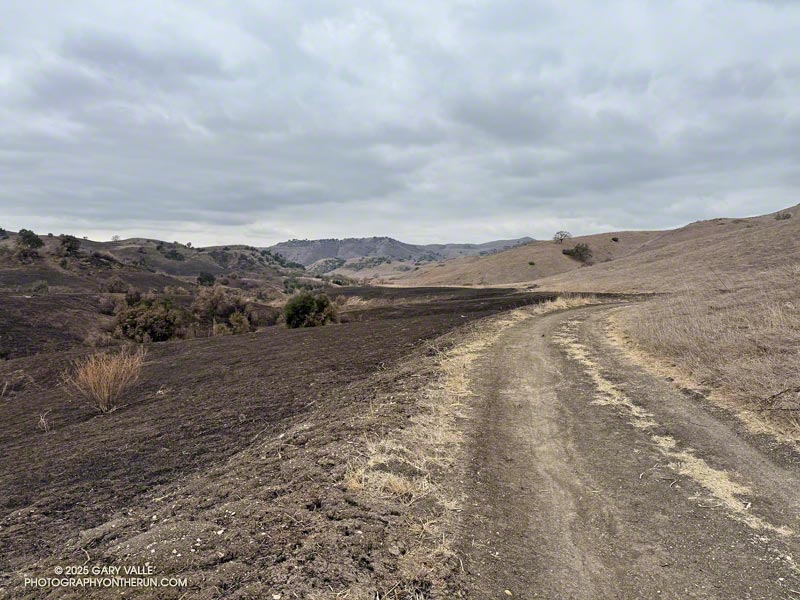 Boundary of the Kenneth Fire (left) along East Las Virgenes Canyon Trail/Fire Road, about1.2 miles from the Victory Trailhead. January 28, 2025.