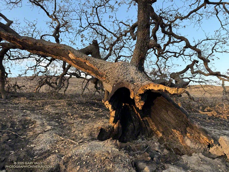 Another large valley oak with a hollow trunk that burned in the Kenneth Fire and collapsed. This tree is along Ranch House Road, on the eastern part of Lasky Mesa. January 28, 2025.