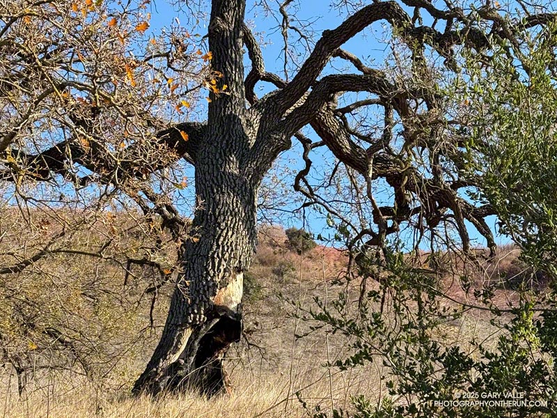 Older valley oaks tend to have hollow trunks, which makes them especially vulnerable to fire. This tree was burned in the 2018 Woolsey Fire.  It is just outside of the Kenneth Fire perimeter. January 28, 2025.