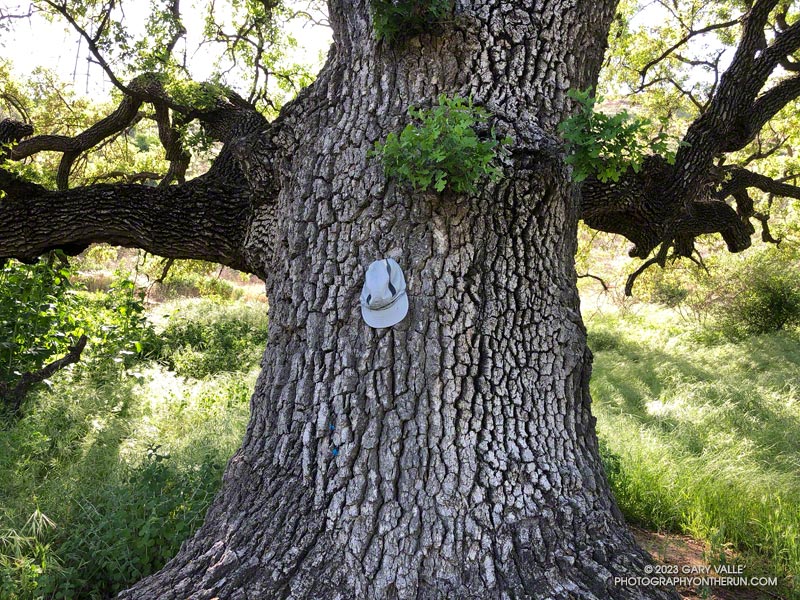 This large -- and very old -- valley oak, near the Las Virgenes Trailhead, was not burned. January 28, 2025.