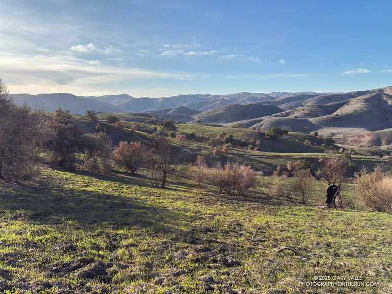 Oaks and grassland on the north-facing slopes between Lasky Mesa and East Las Virgenes Canyon that was burned in the Kenneth Fire. The hills on the far side of the canyon were not burned. February 11, 2025.