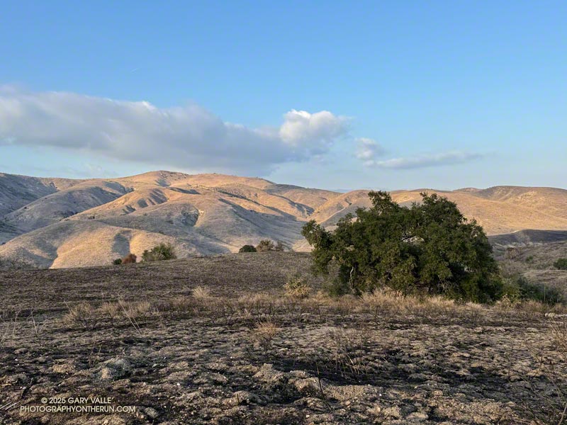 Generally, healthy, uncompromised oaks survived the fire. These coast live oaks are on the northwest slopes of Lasky Mesa. January 28, 2025.