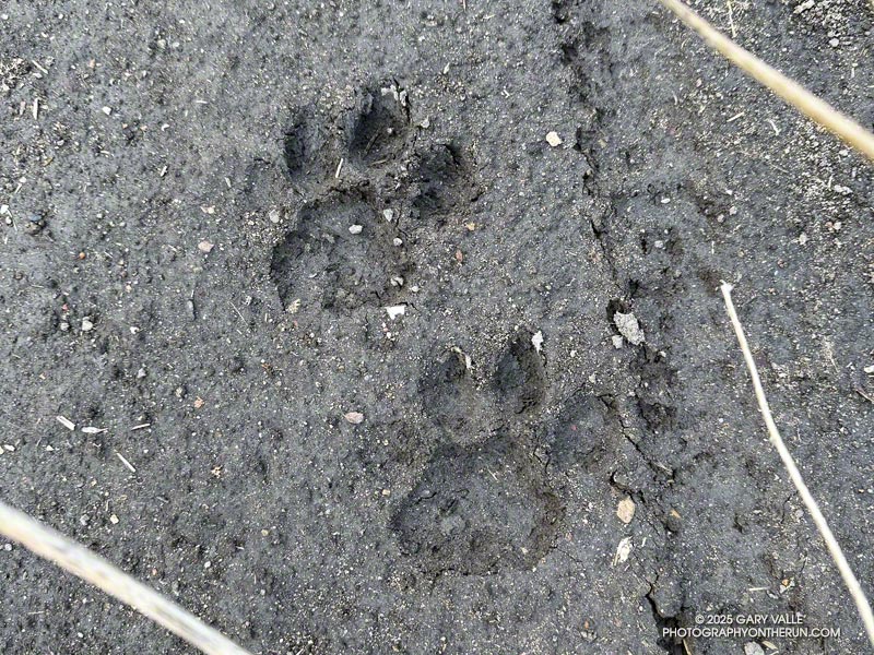 Mountain lion tracks on the Las Virgenes Canyon Trail/Fireroad, about a half-mile from the Las Virgenes Trailhead. The lion was going north, up the canyon. January 28, 2025.