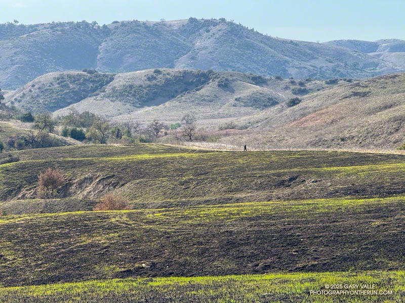 Rain following the Kenneth Fire has jump started the growth of new grass and other annuals in the Kenneth Fire Burn Area. The photo is from February 11, 2025.