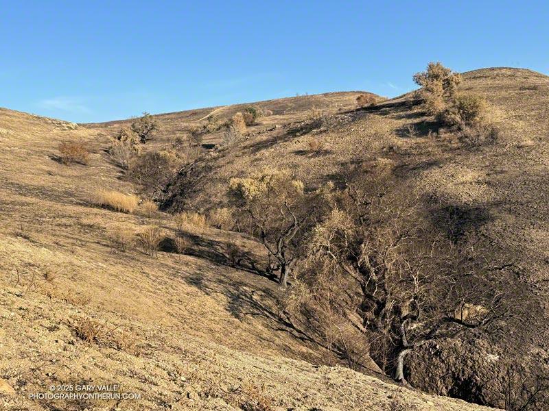 Burned ravine on the west slope of Lasky Mesa. January 28, 2025.