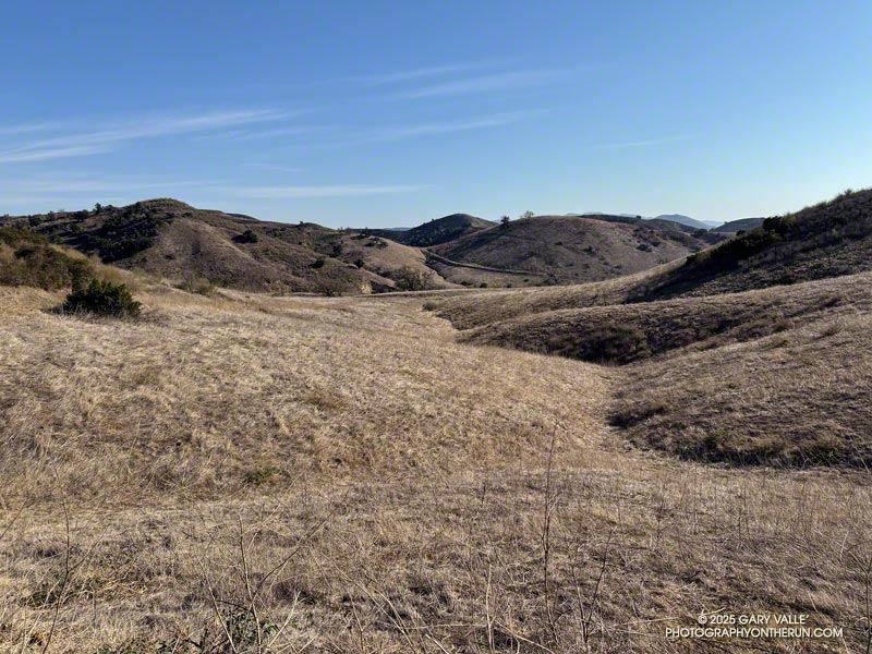 View south, toward East Las Virgenes Canyon, of unburned oak grassland. This is from the service road connecting East Las Virgenes Canyon to upper Las Virgenes Canyon. The distant hill in the center of the photo is in the burn area. January 28, 2025.