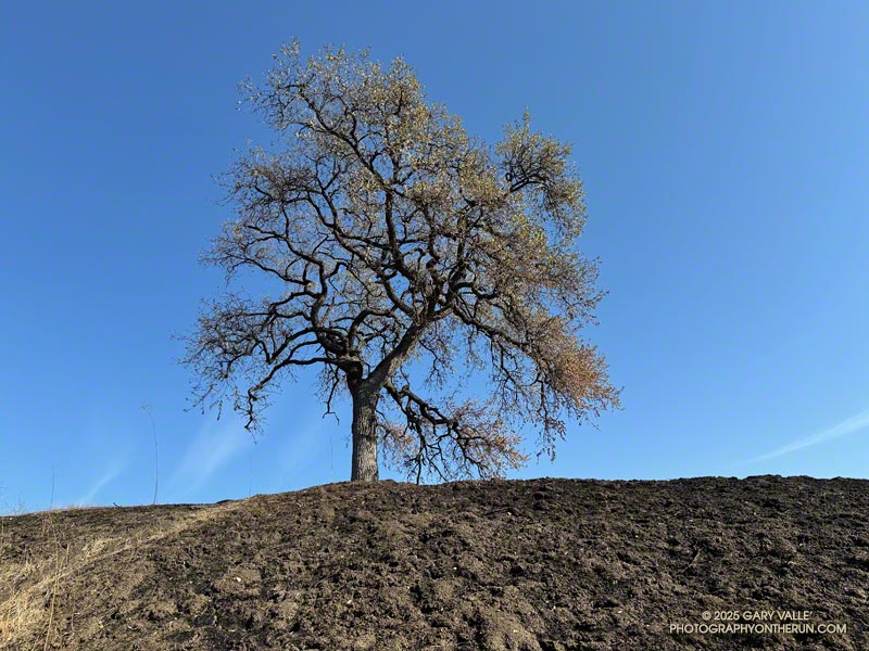 Valley oak along East Las Virgenes Canyon Trail/Fire Road, about three-quarters of a mile from the Victory Trailhead. The fire appears to have had little impact on the tree. January 28, 2025.