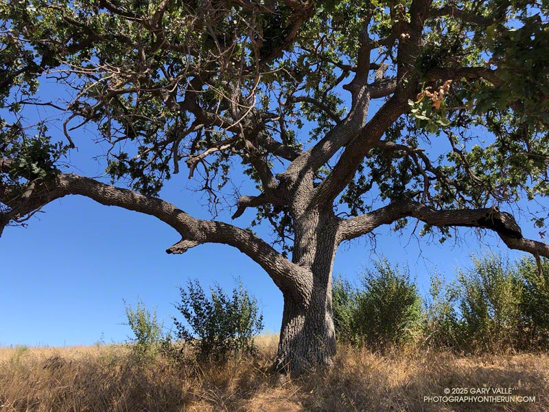 The sprawling valley oak looked relatively healthy from the trail/road. However, on the back of the tree was a large scar from a previous fire. Its hollow trunk compromised the tree and made it susceptible to fire. January 28, 2025.