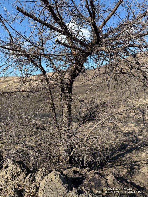 This small valley oak is about a quarter-mile from the Victory Trailhead on the East Las Virgenes Canyon Trail/Fire Road. It was barely singed by the fire. January 28, 2025.