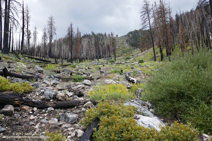 The Lake Fire consumed most of the downed trees in this avalanche path on the South Fork Trail south of Poopout Hill.  Compare to this image of the avalanche path from 2013.