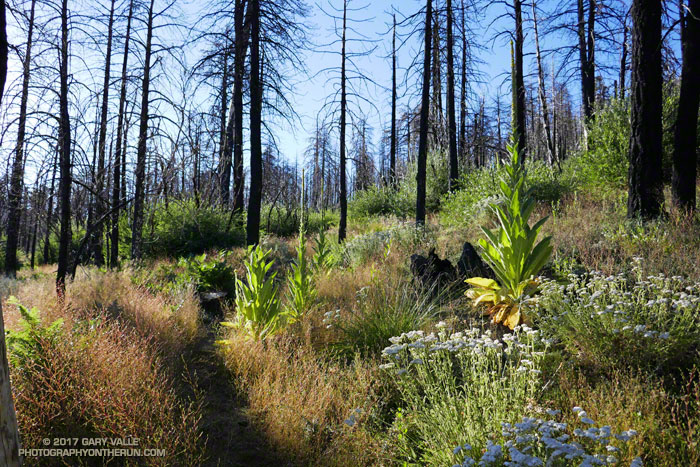 Post-fire understory regrowth above Horse Meadows following the 2015 Lake Fire. The regrowth helps protect and promote the germination and growth of pine seedlings. July 29, 2017.
