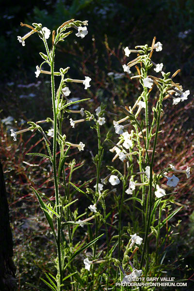 Coyote tobacco along the South Fork Trail. The flowers of the plant were open in the morning and closed in the afternoon. The plant changes the time of day the flowers are open to protect itself from hungry caterpillars that hatch from eggs deposited by pollinating moths.