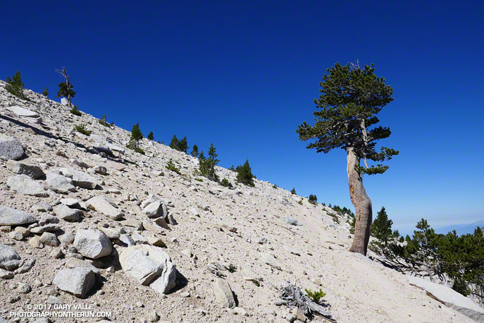 Continuing on the Divide Trail above the Little Charlton - Jepson saddle. At this point the elevation is about 10, 600' and it's about two miles to the summit of San Gorgonio. The tree is a lodgepole pine.