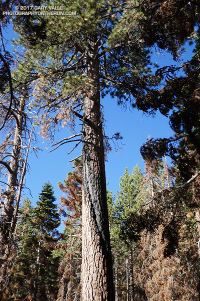 A Jeffrey pine on the Dollar Lake Trail above South Fork Meadows on San Gorgonio Mountain that was previously struck by lightning and then scorched in the 2015 Lake Fire. This image from 2013 shows the size of the tree. July 29, 2017.