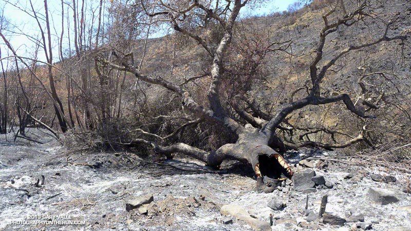Burned oak near the bridge on Big Sycamore Canyon Fire Road. May 25, 2013.