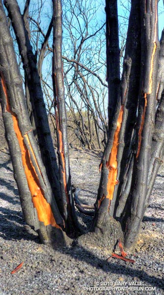 Burned laurel sumac along the Old Boney Trail. May 25, 2013.