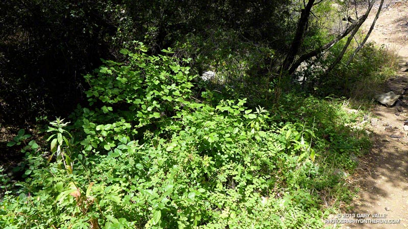 Unburned greenery along the Serrano Canyon Trail. May 25, 2013.