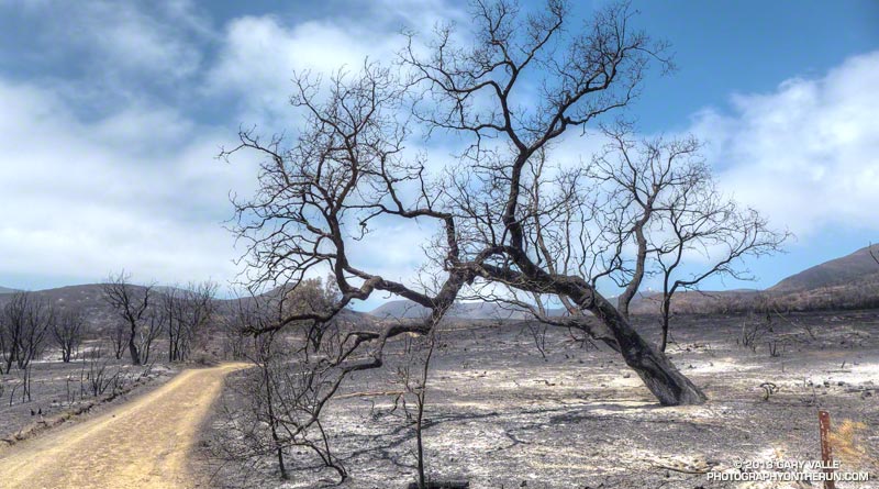 Burned tree near the La Jolla Valley Trail Camps. May 25, 2013.