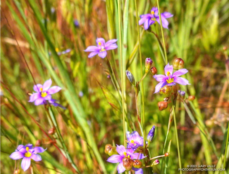 Blue-eyed grass alon the Lost Cabin Trail. May 5, 2023.
