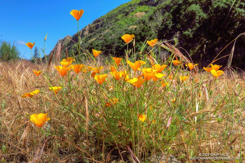 California poppies near the junction of the Forest and Crags Road Trails in Malibu Creek State Park. The Forest Trail runs along the base of the steep slope on the right. May 5, 2023.