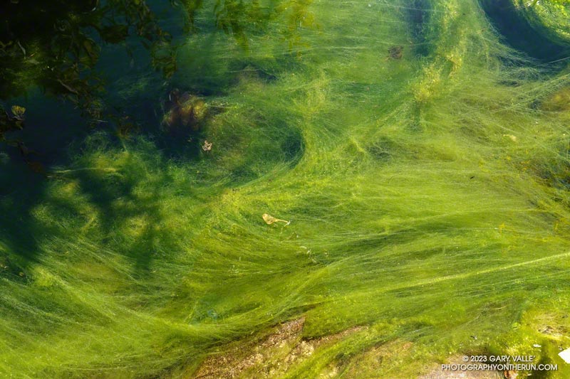 Filamentous green algae in a small stream crossed by the Lost Cabin Trail. May 5, 2023.