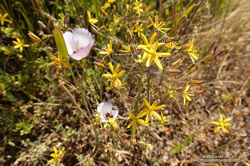 Mariposa lily and golden stars along the Lookout Trail, Malibu Creek State Park, May 5, 2023.