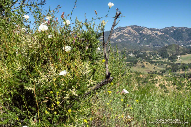 A very common combination seen in the Santa Monica Mountains -- morning glory, chamise, and mustard. This is along the Lookout Trail. May 5, 2023.