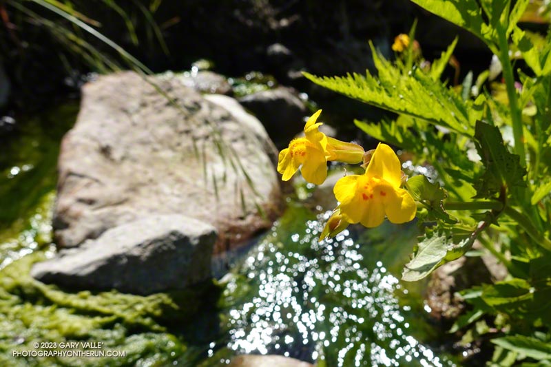 Seep monkeyflower prefers wet habitats such as this small stream. May 5, 2023.
