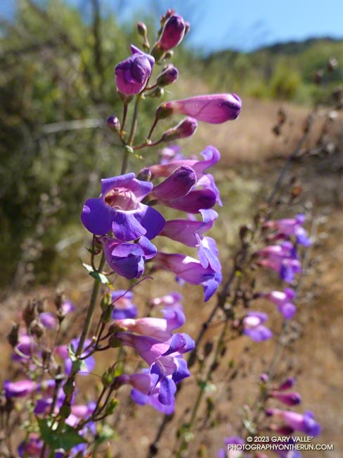 Aptly named Showy Penstemon along the Lost Cabin Trail in Malibu Creek State Park. May 5, 2023.