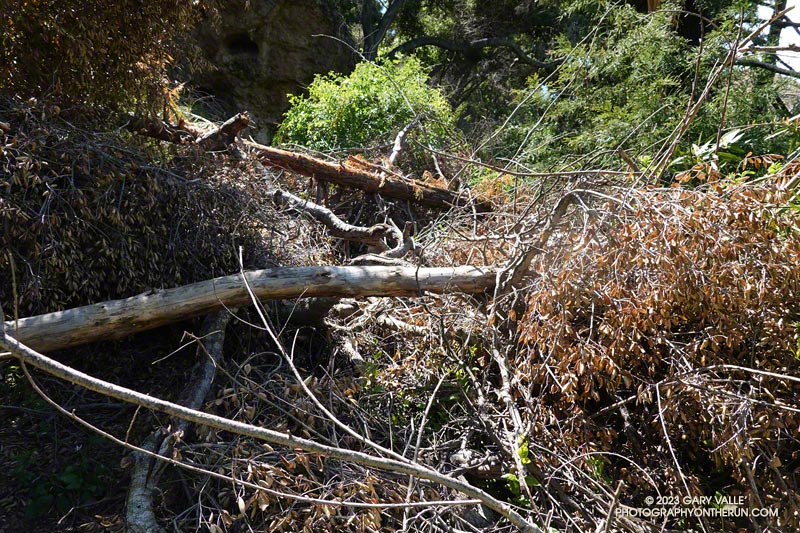 Tangle of fallen trees on the Forest Trail. one of the trees is a redwood. May 5, 2023.