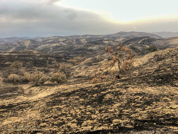 As bad as Ahmanson Ranch initially looked, the soil burn severity was generally low.