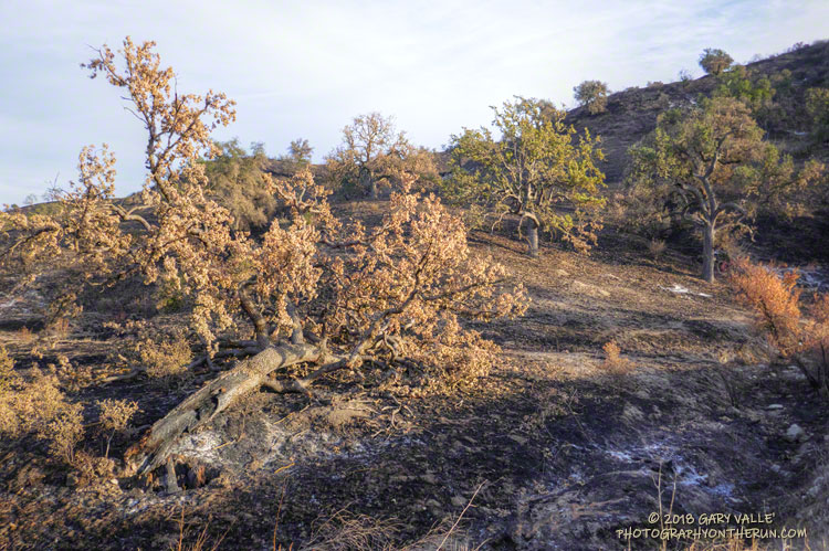 There were some casualties. Most of these were oaks weakened by drought and heart-rot. The rotten punk wood in the interior of the tree ignites and, after the trunk is sufficiently weakened, the tree fractures in the wind or collapses.