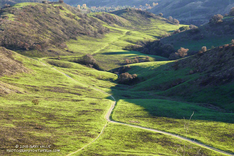 New grass growing along a road connecting East Las Virgenes Canyon and Upper Las Virgenes Canyon.