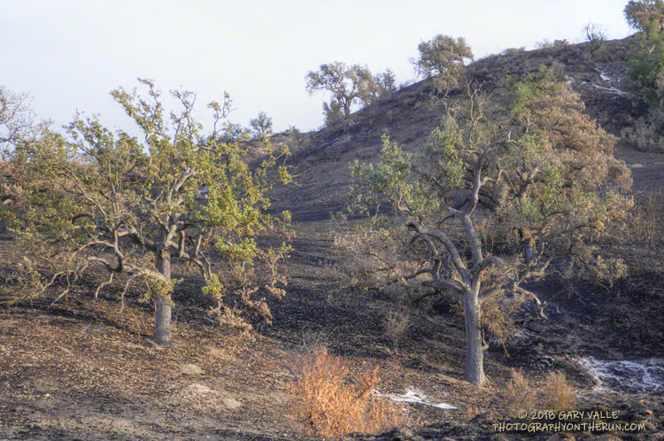 Oaks in the Ahmanson area were scorched to varying degrees. Some were nearly unscathed. Very few became fully involved in flame.