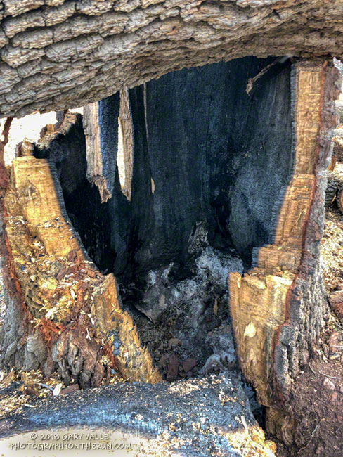 The fire ignited the punk wood in the interior of the tree, eventually weakening it to the point that it was blown down by 50+ mph winds or it simply collapsed. The drought may have accelerated the tree's heart-rot.